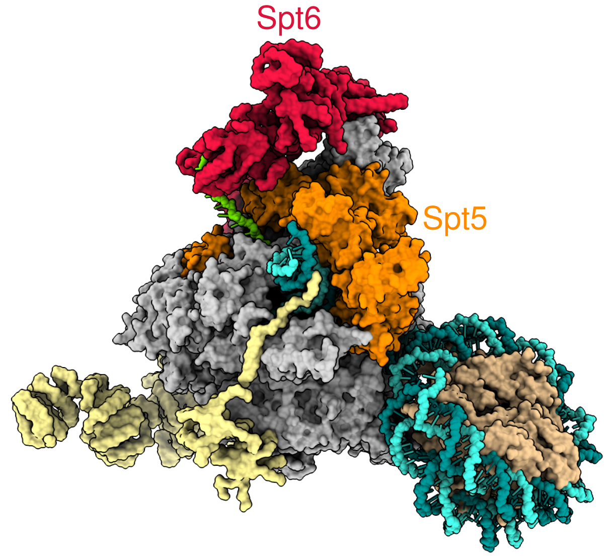 A representation of the transcription elongation complex transcribing through a nucleosome, generated from an alignment of two electron micrographs.