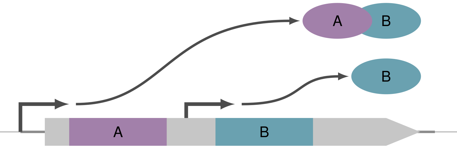 Diagram of intragenic transcription generating a truncated protein.