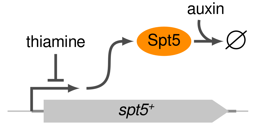 Diagram of the dual-shutoff system for depleting Spt5 from S. pombe cells.