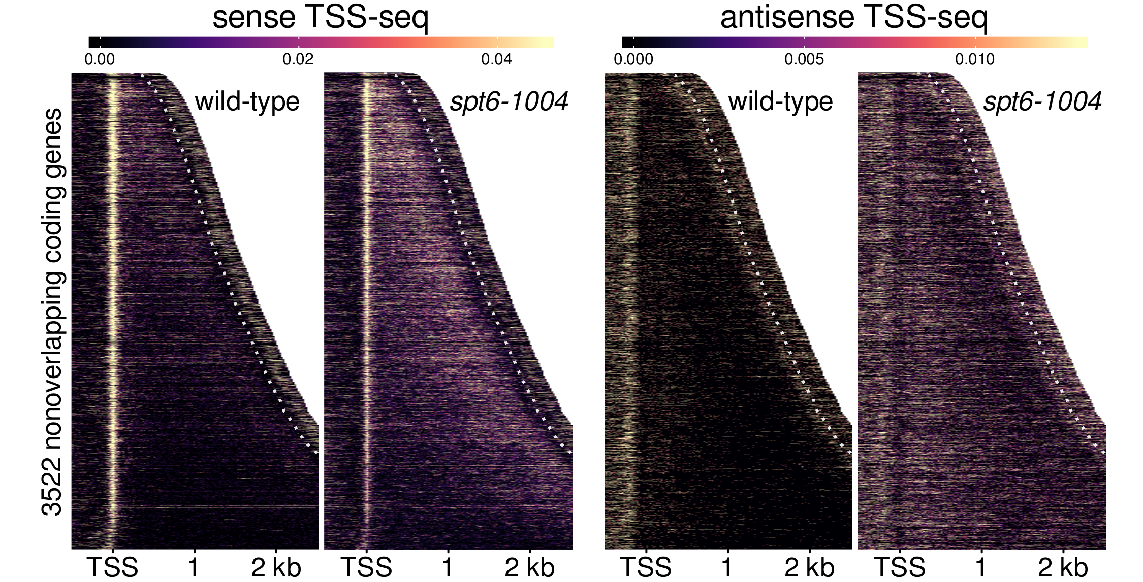 Heatmaps of sense and antisense TSS-seq signal in wild-type and spt6-1004 cells.